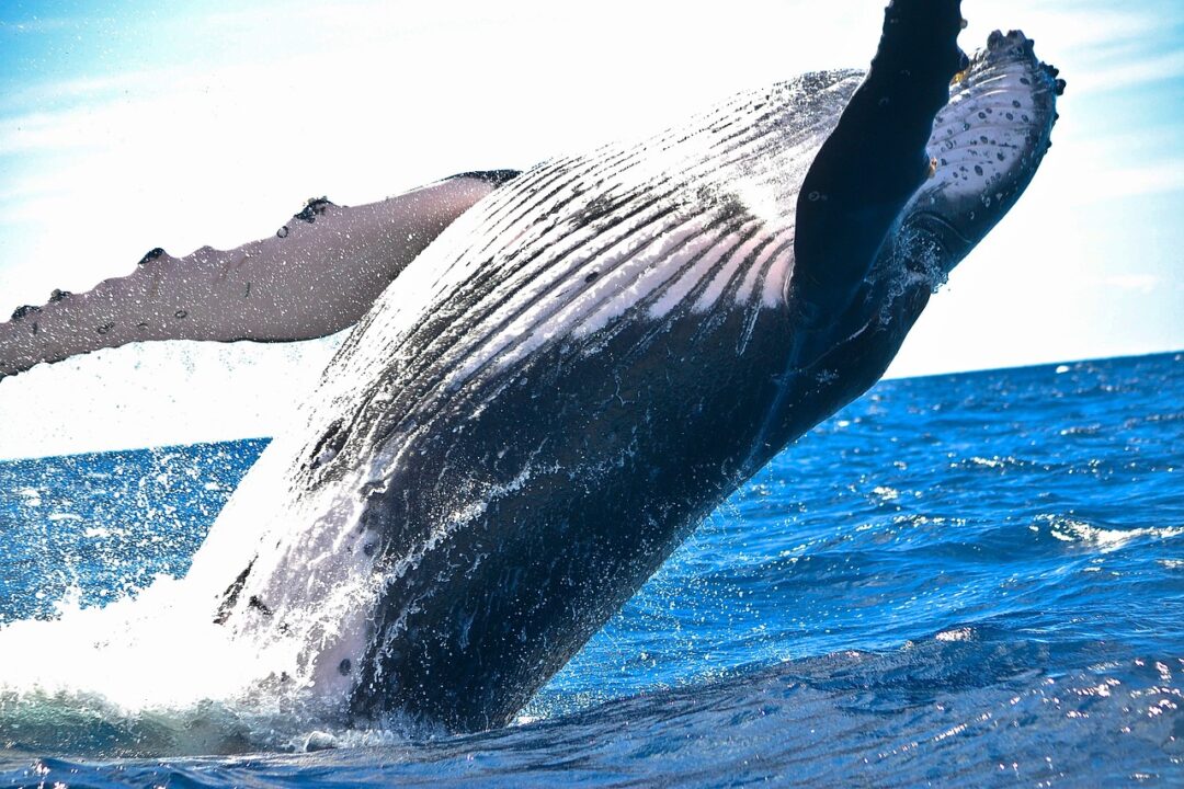 grossa balena che salta fuori dall'acqua