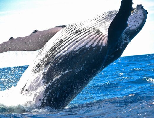 grossa balena che salta fuori dall'acqua